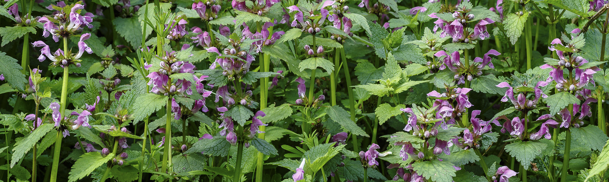 Lamier tacheté - Lamium maculatum