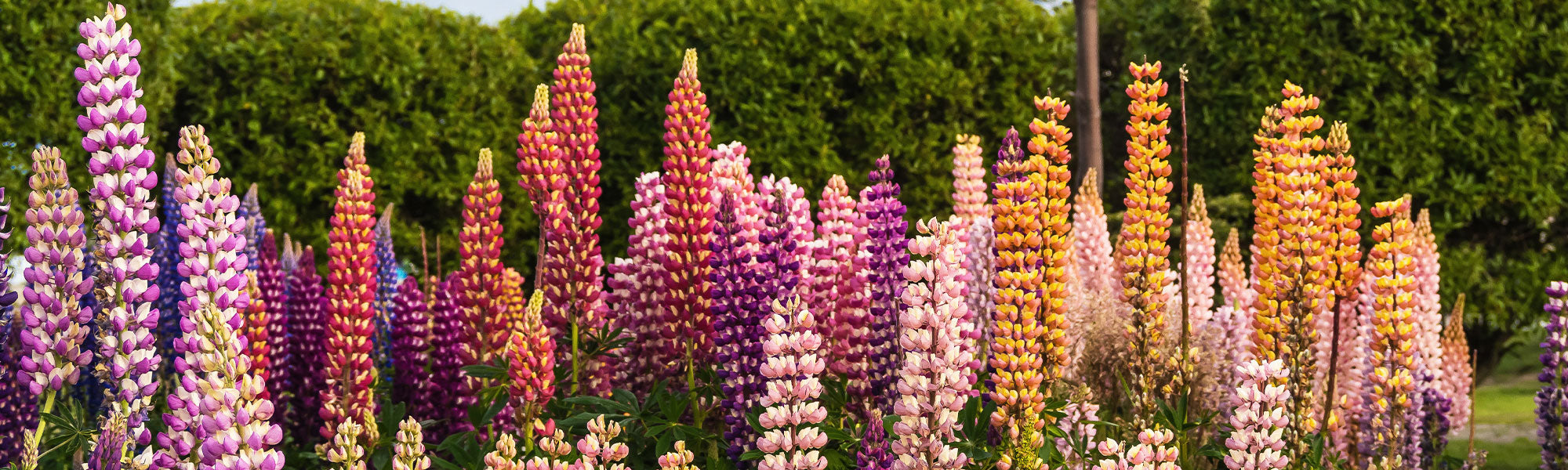 Lupin nain - Lupinus nanus