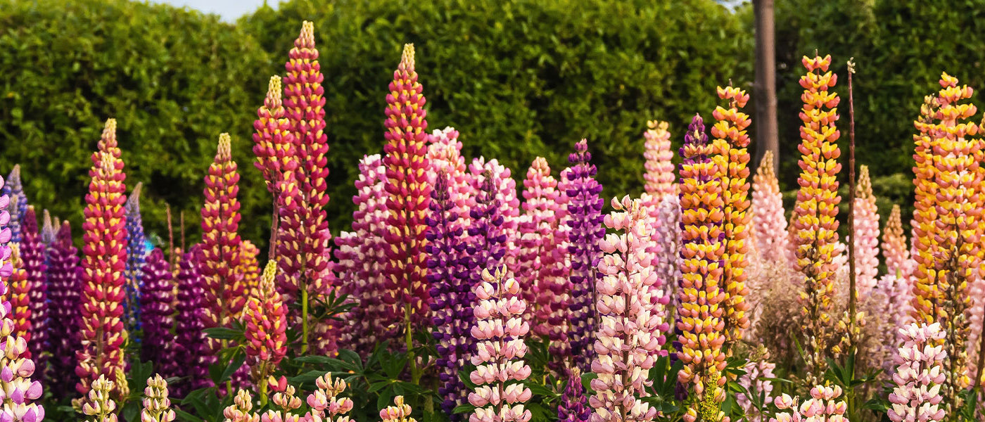 Lupin à feuilles nombreuses - Lupinus polyphyllus