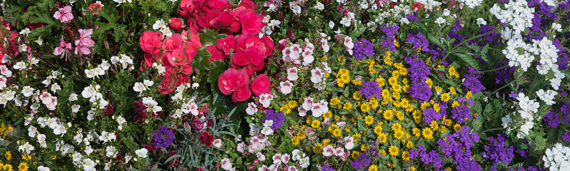 Nouveautés plantes annuelles