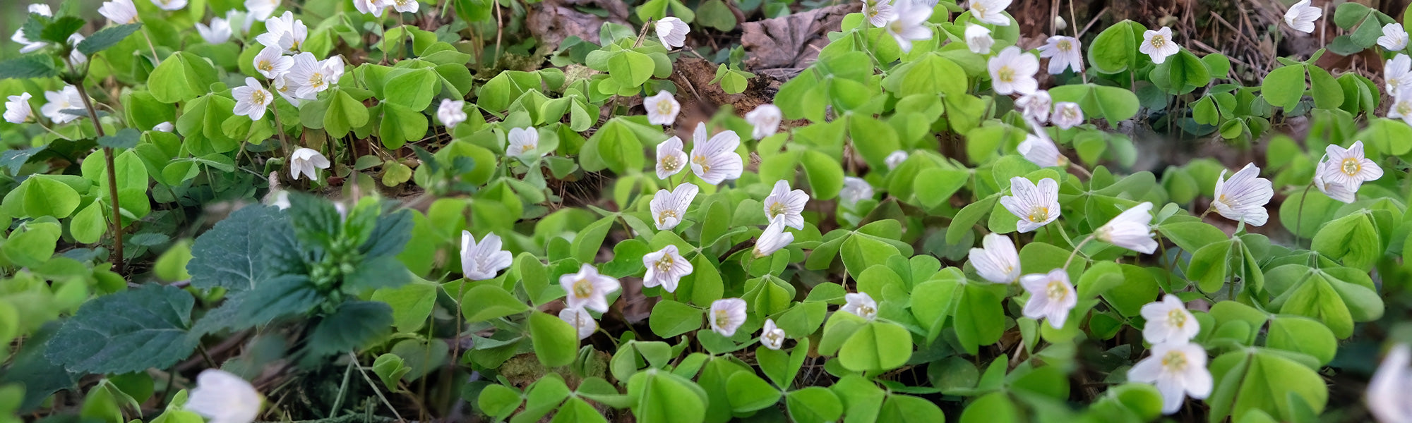 Oxalis