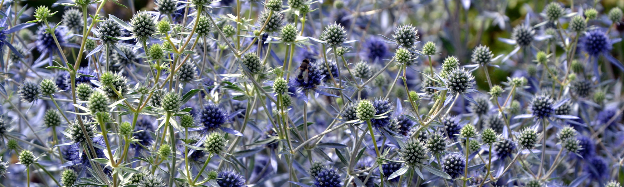 Panicaut des Alpes - Eryngium alpinum