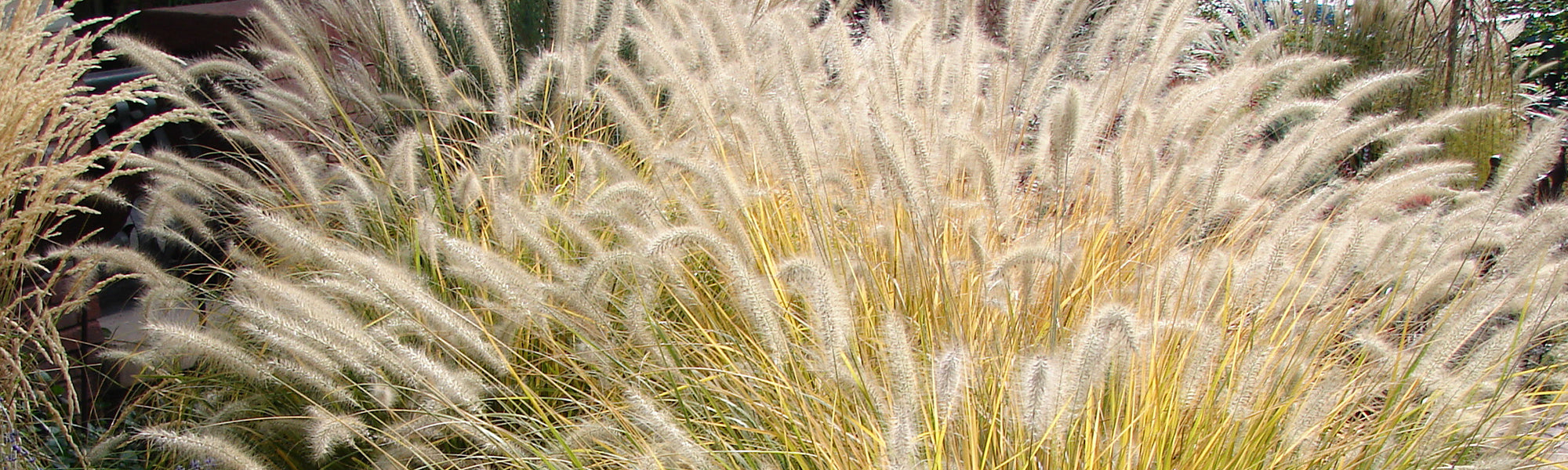 Herbe kikuyu - Pennisetum clandestinum