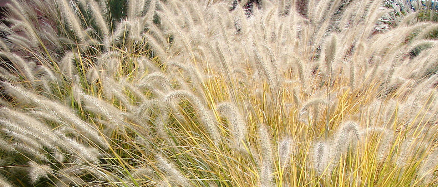 Herbe orientale - Pennisetum orientale