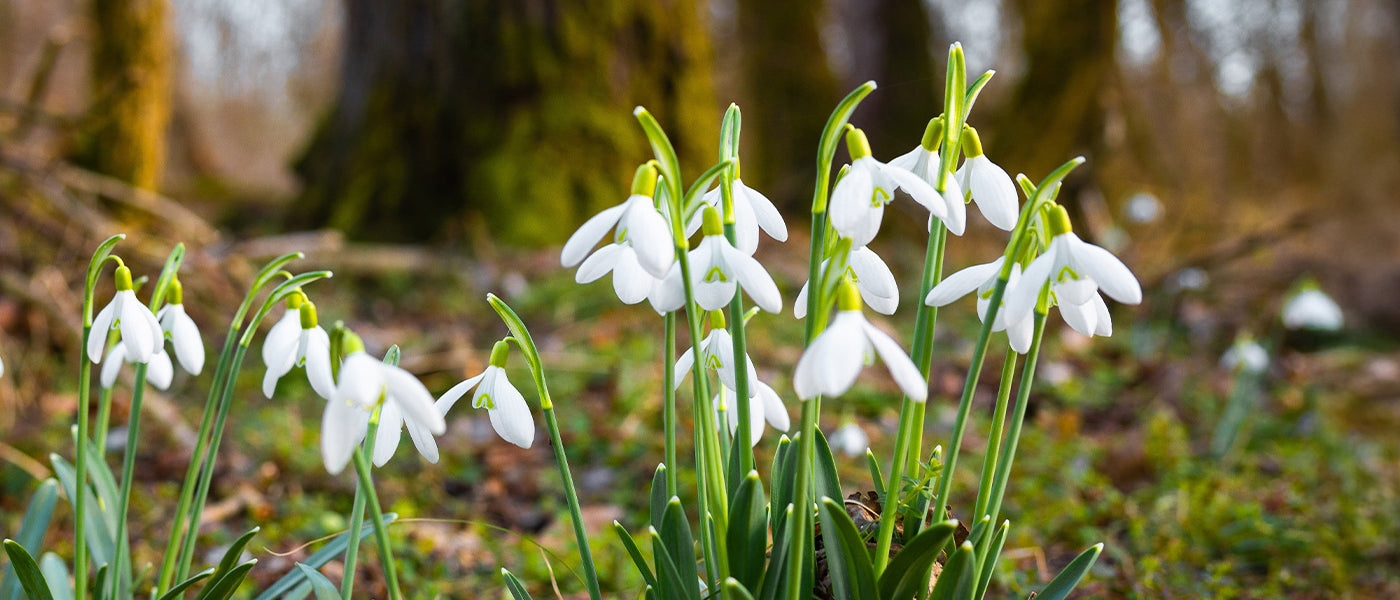 Perce-neige