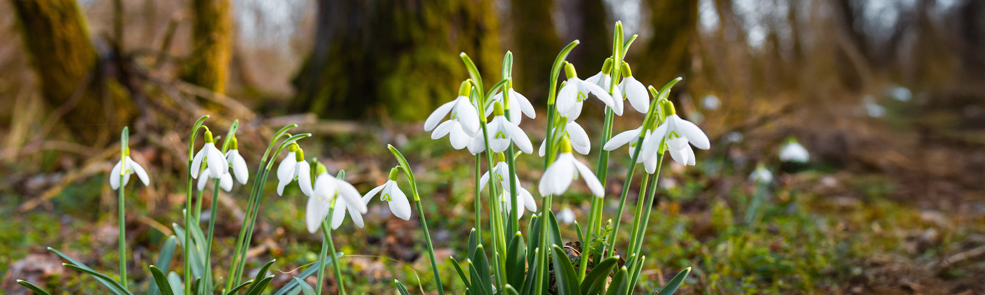 Perce-neige