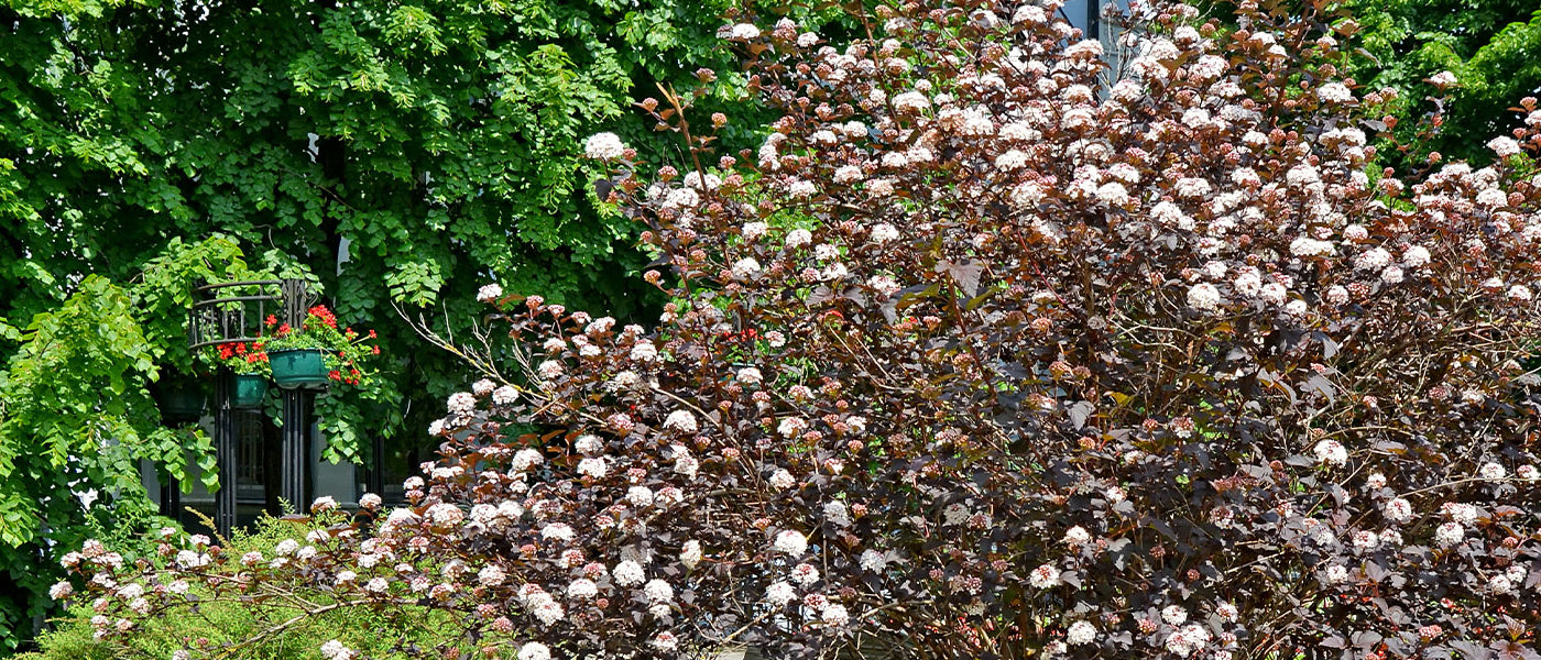 Physocarpus