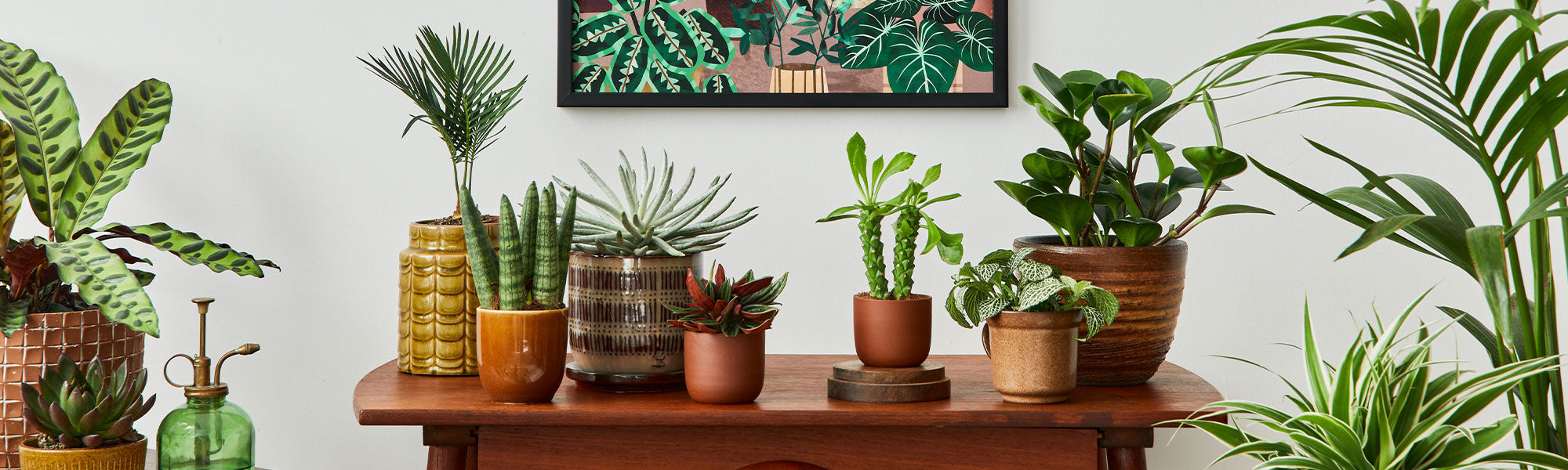 Plantes d'intérieur tendance