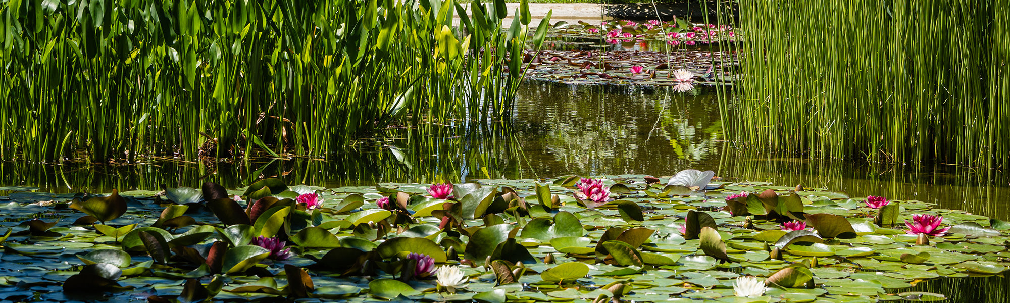 Collections de plantes aquatiques