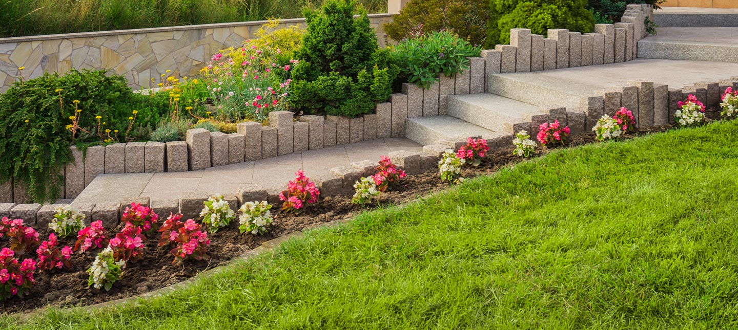 Plantes pour allées et bordures