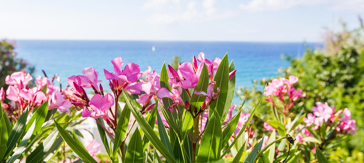 Plantes pour climat méditerranéen