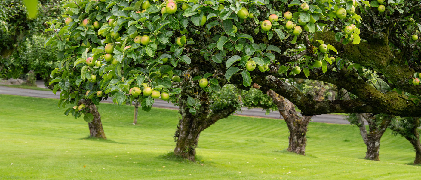 Plantes pour un jardin fruitier