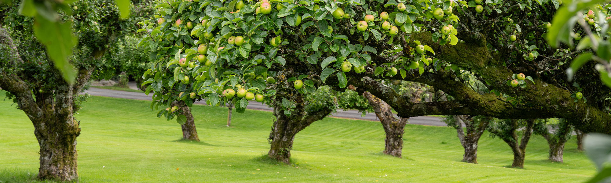 Plantes pour un jardin fruitier