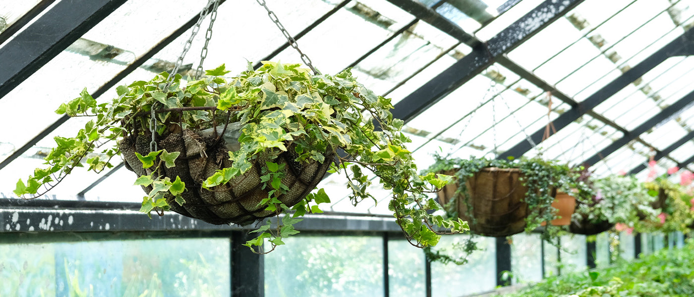 Plantes retombantes