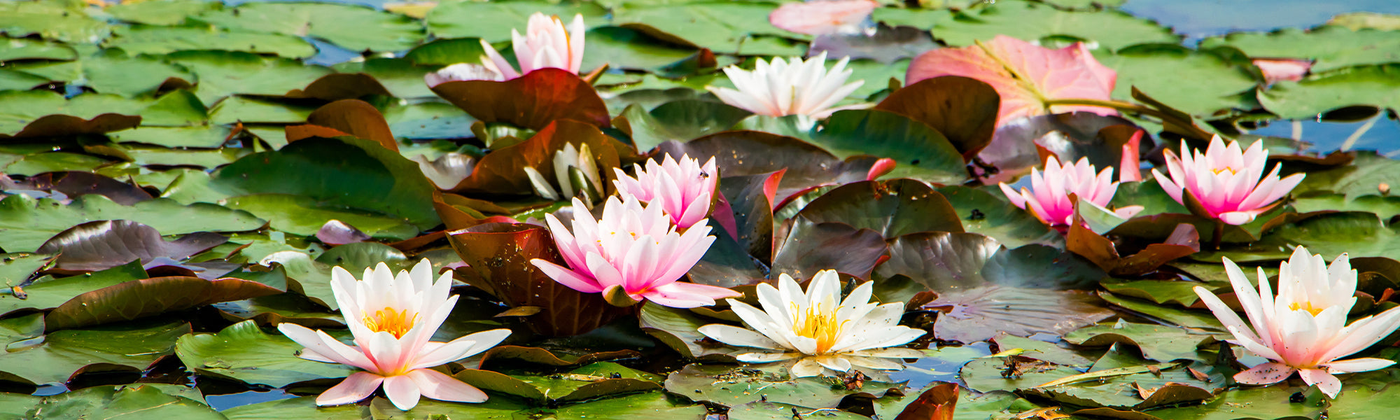 Plantes aquatiques