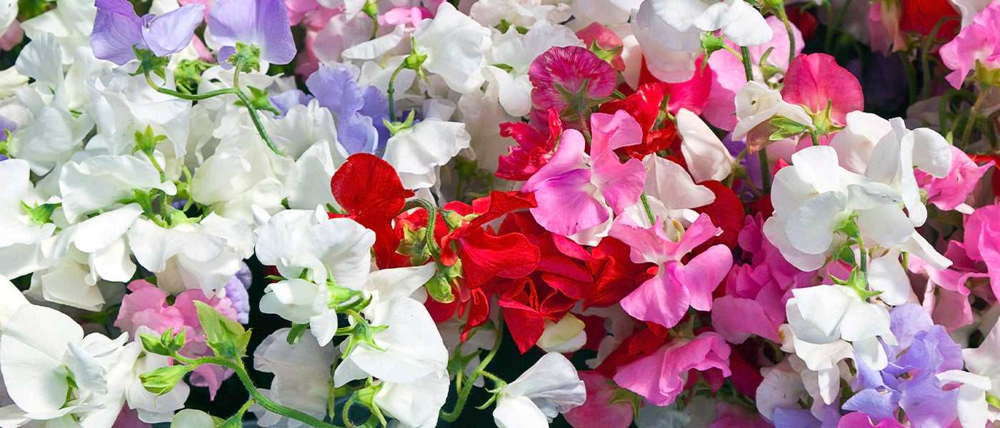 Gesse des prés - Lathyrus pratensis