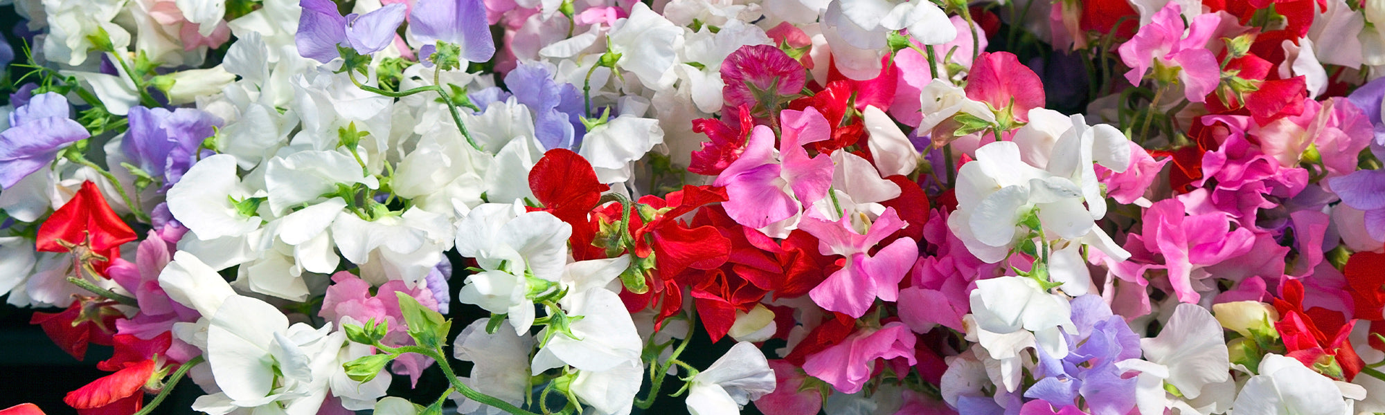 Gesse des prés - Lathyrus pratensis