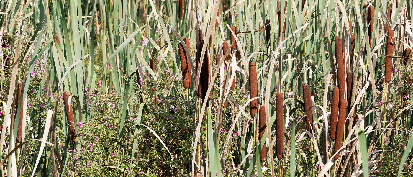 Plantes filtrantes