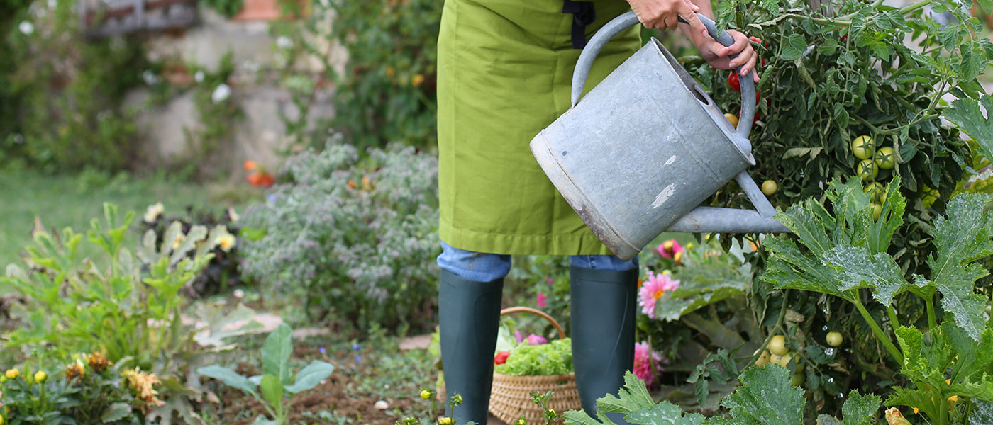 Bourrache potager