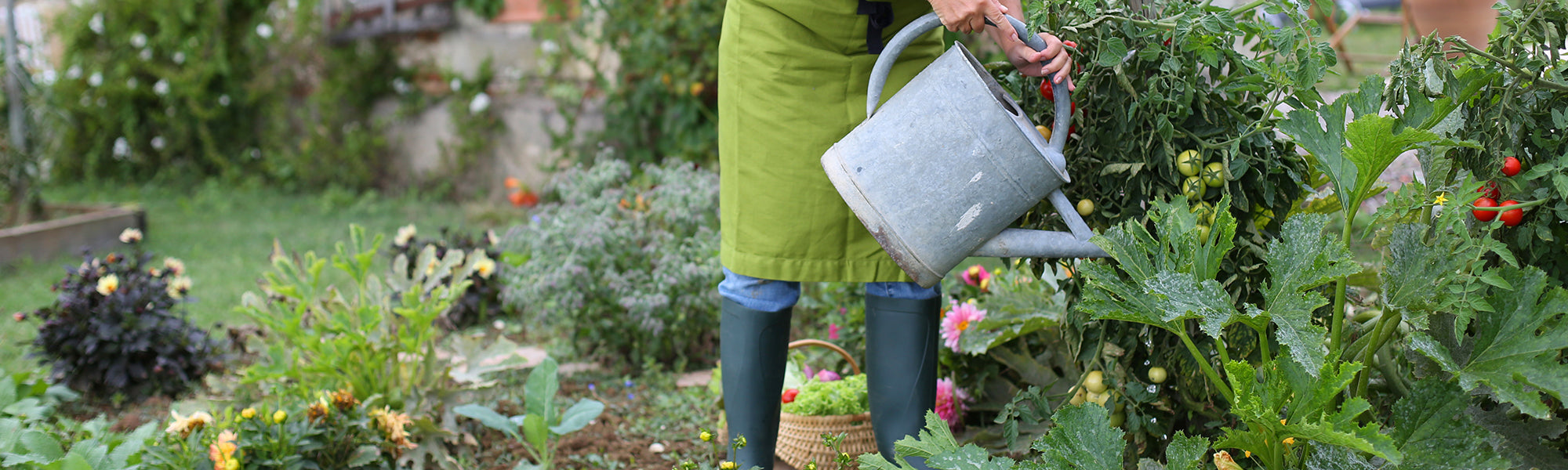 Bourrache potager