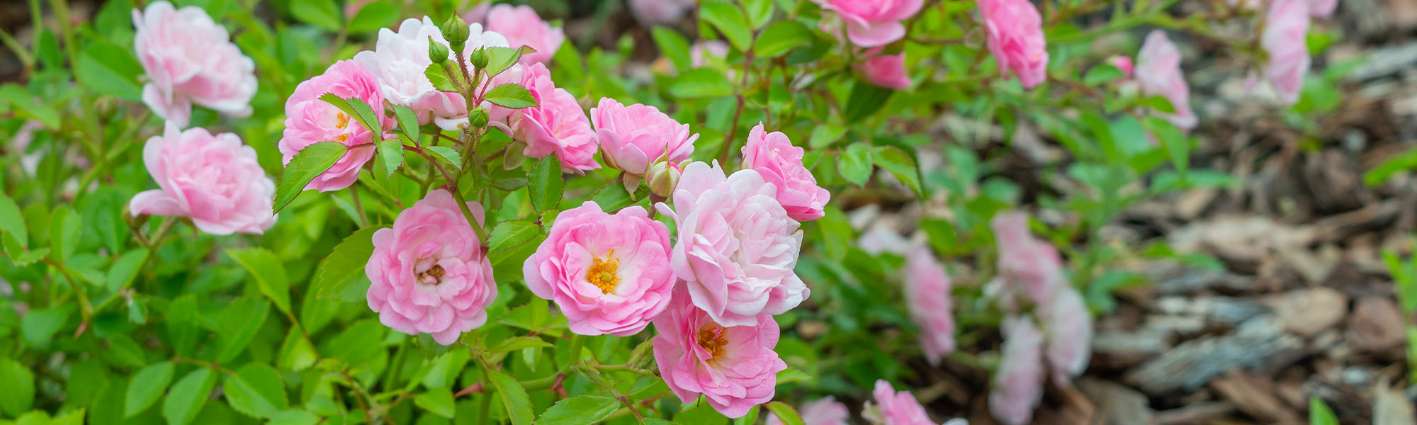 Rosiers à fleurs groupées polyantha