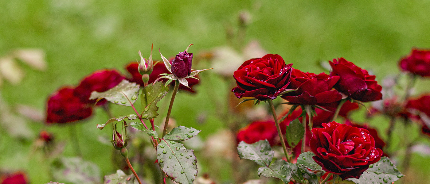 Rosiers vedettes