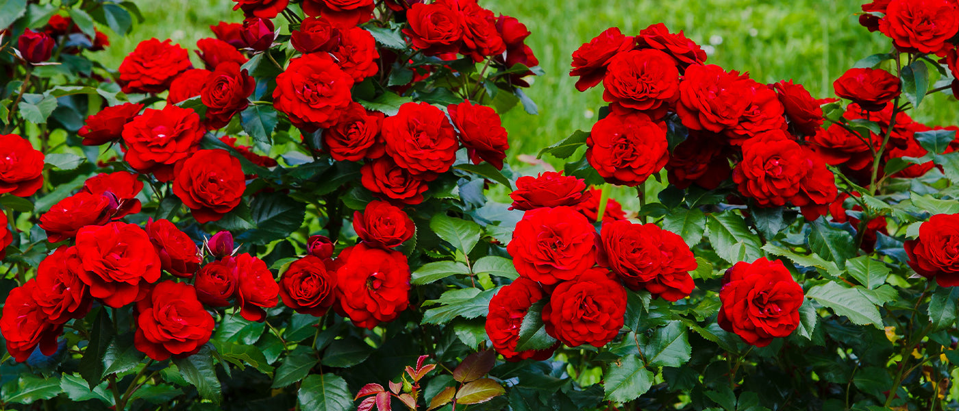 Rosiers arbustifs