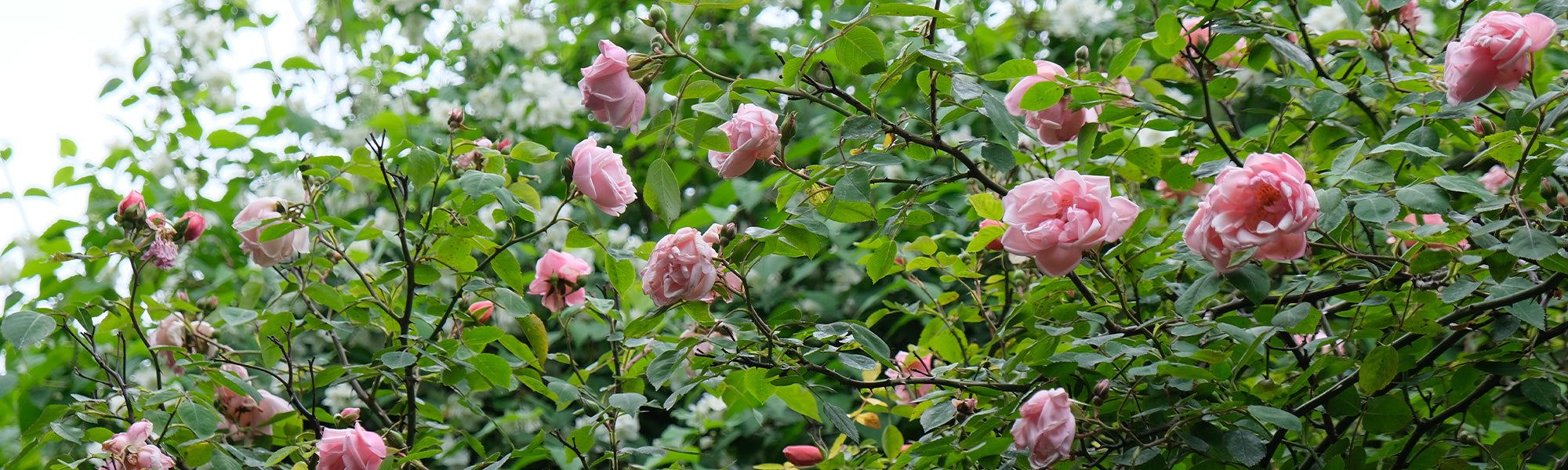 Rosiers résistants aux maladies