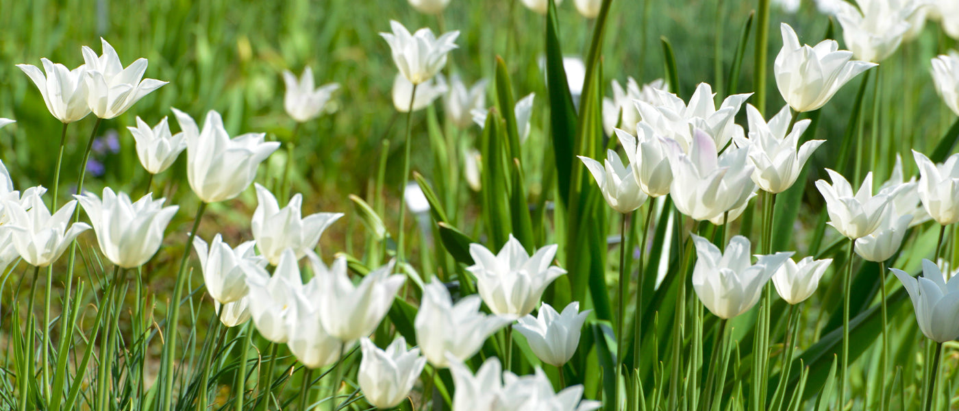 Tulipe A fleurs de Lis