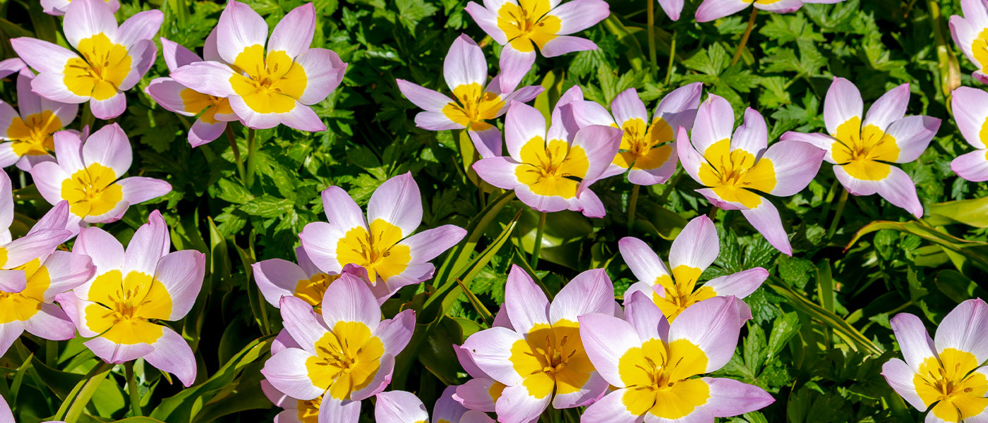 Tulipe Botanique