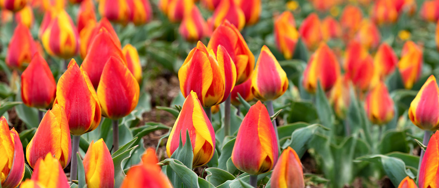 Tulipe Darwin