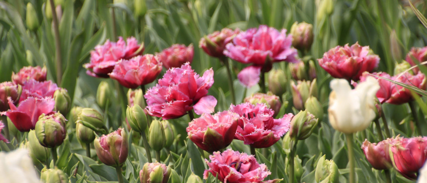 Tulipe Double