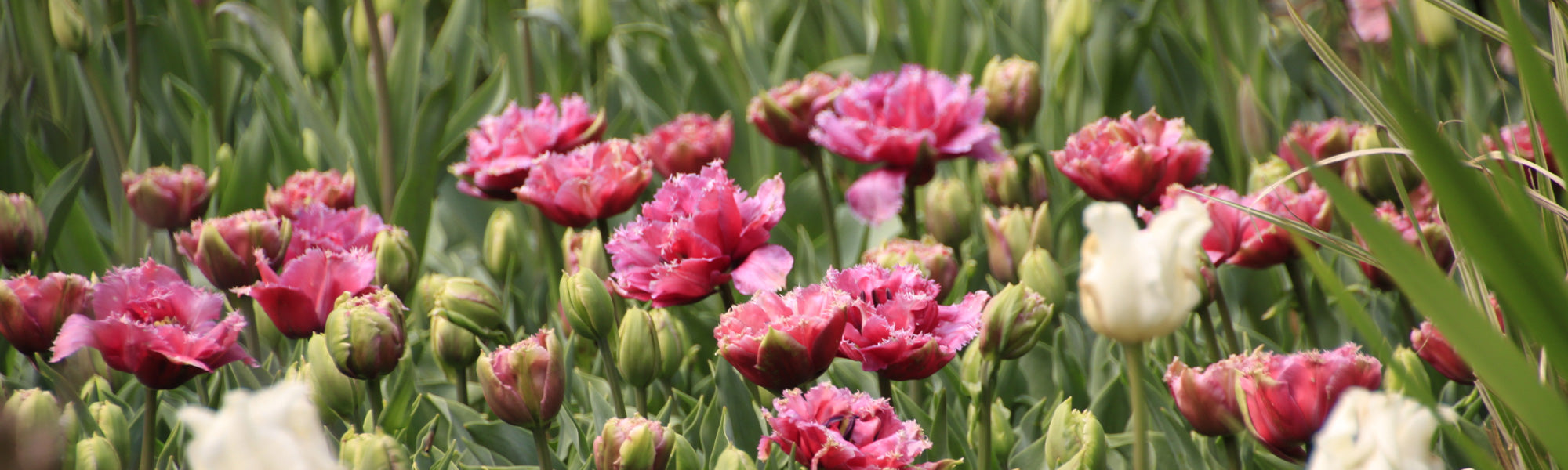 Tulipe Double