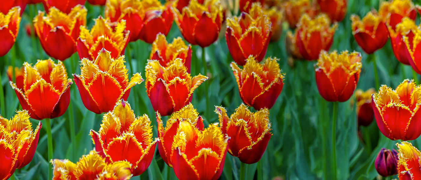 Tulipe Frangée