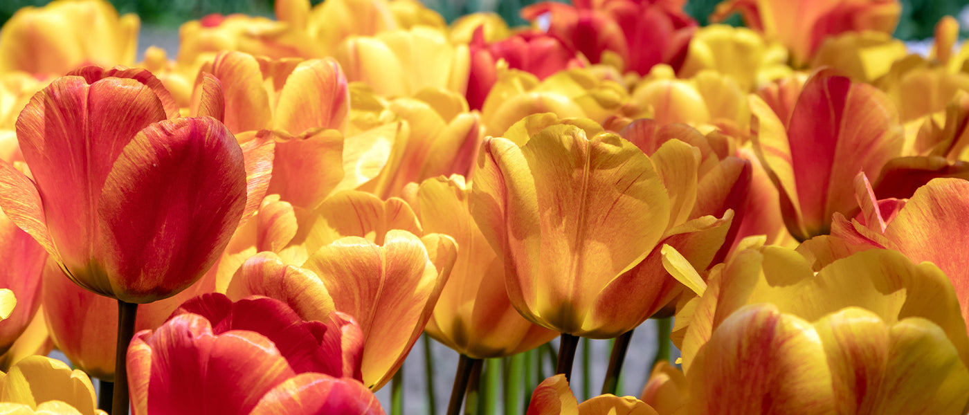 Tulipe Hâtive