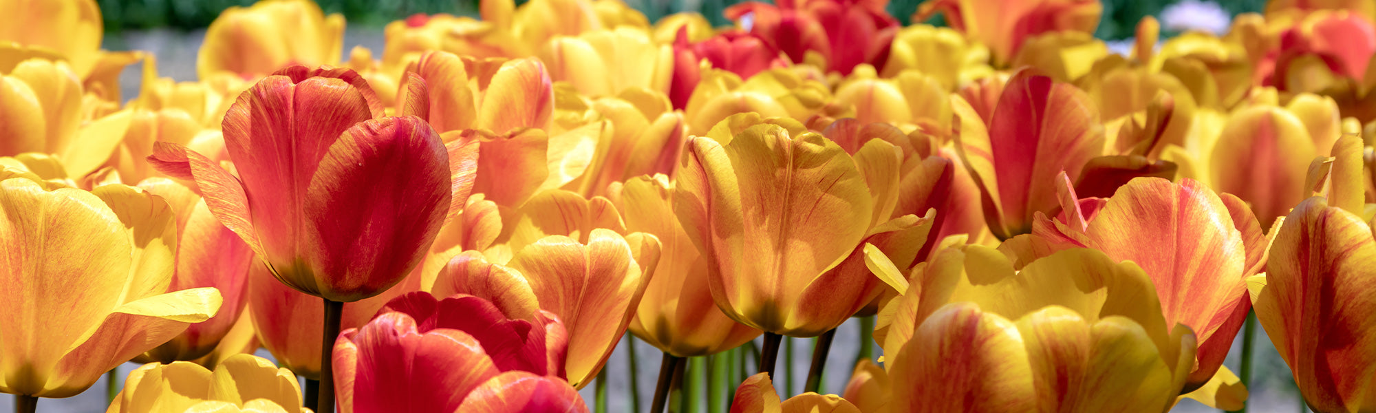 Tulipe Hâtive