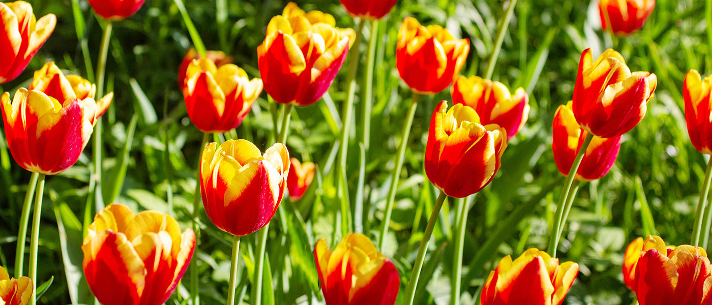 Tulipe Longue tige