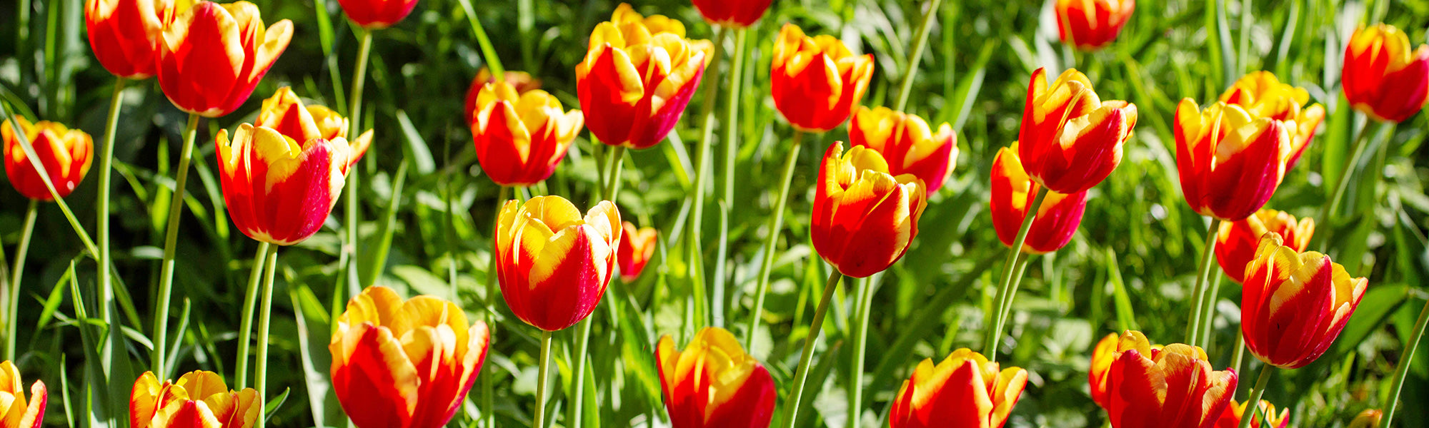 Tulipe Longue tige