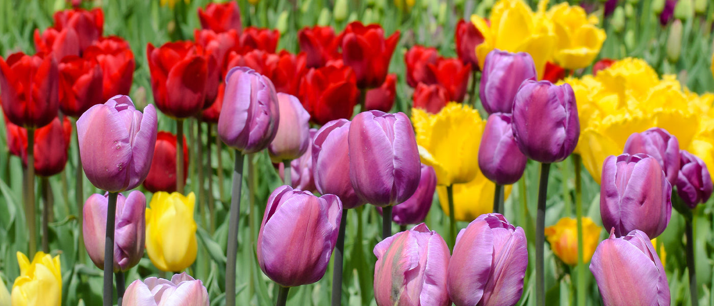 Tulipe Tardive