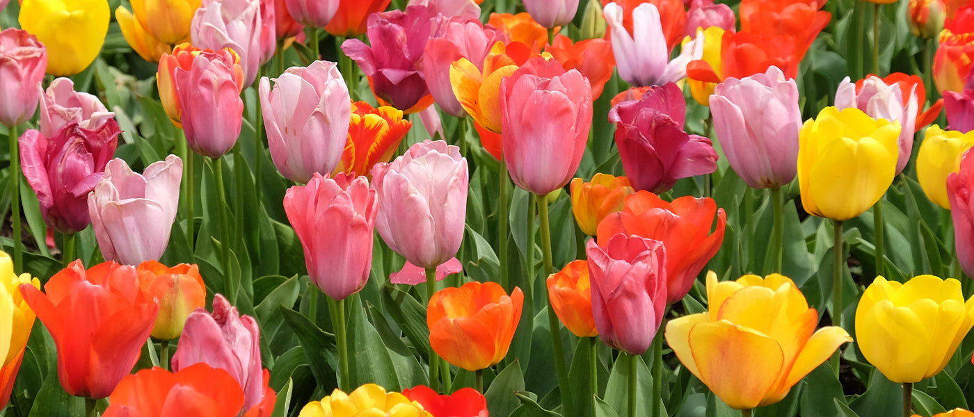 Tulipe Triomphe