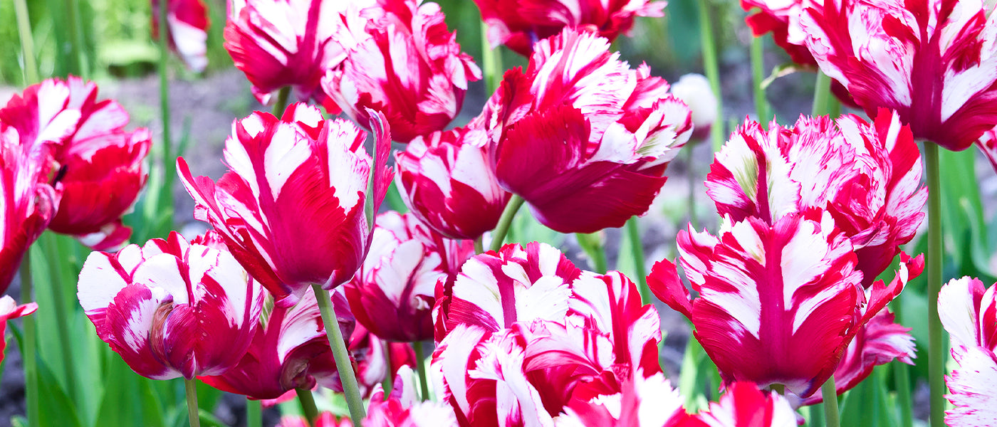 Tulipe Perroquet