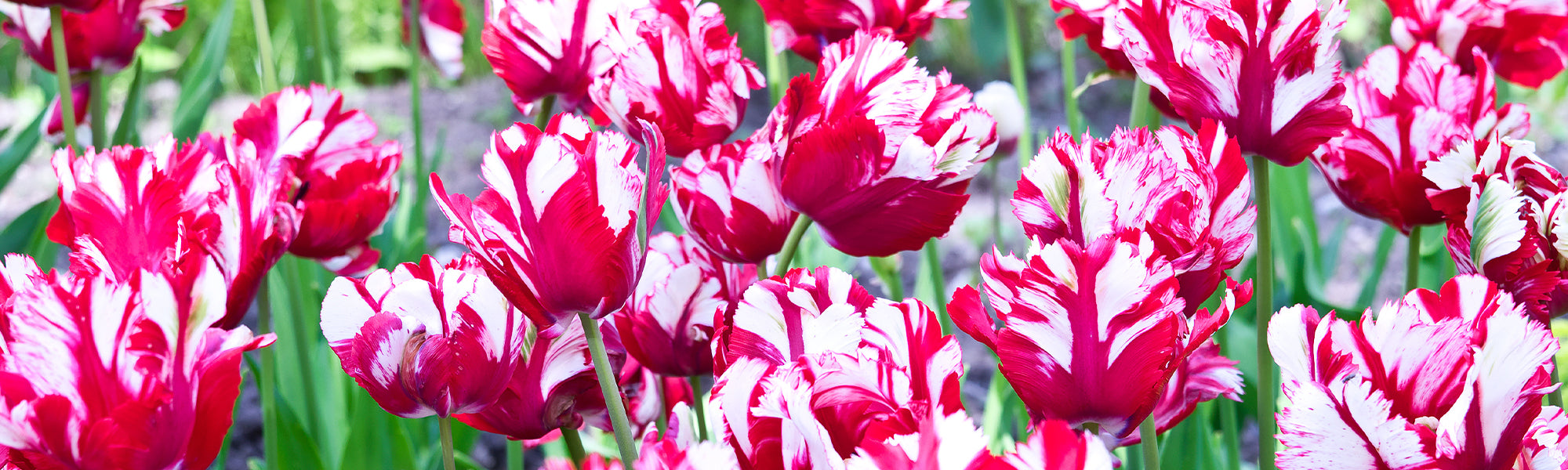Tulipe Perroquet