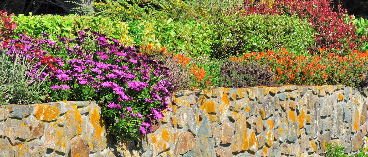 Graine de fleurs vivaces