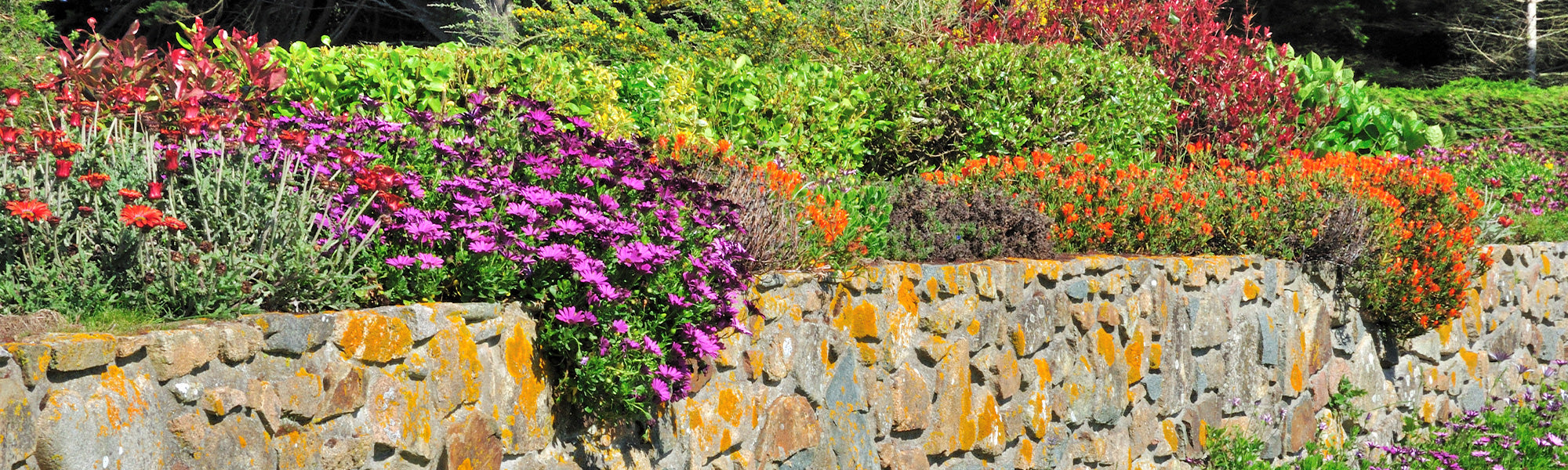 Graine de fleurs vivaces