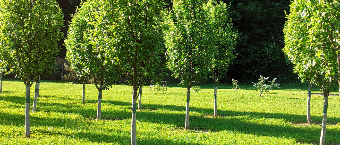 Nouveautés arbres