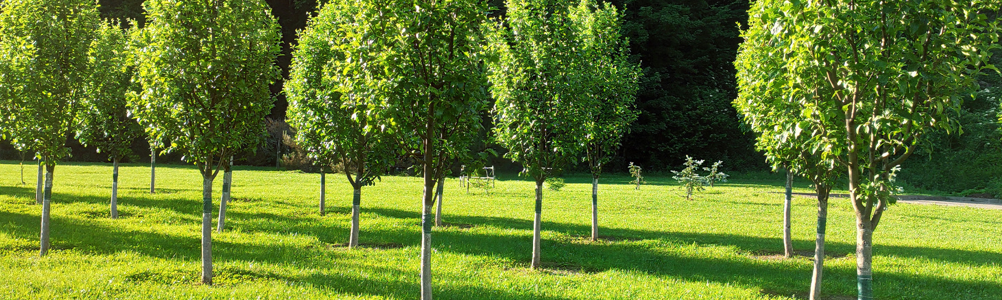 Nouveautés arbres