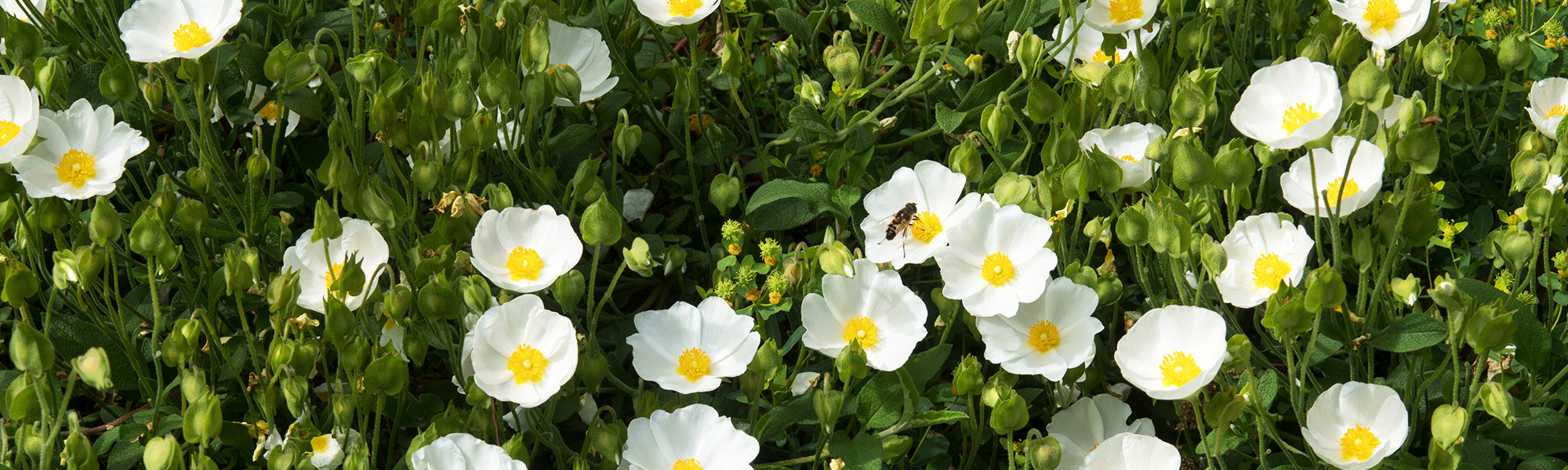 Ciste à petites fleurs - Cistus parviflorus