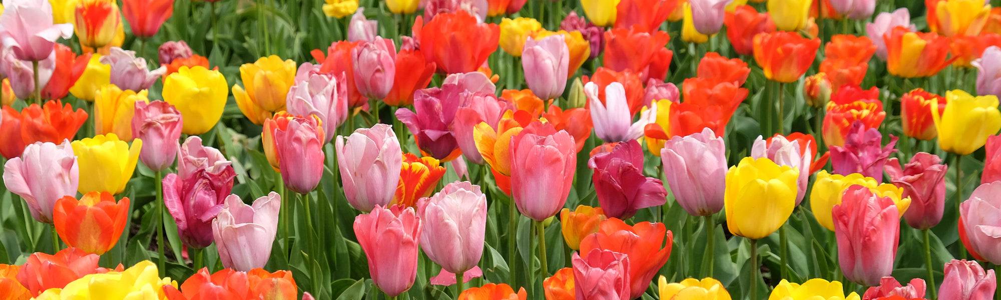 Tulipe
