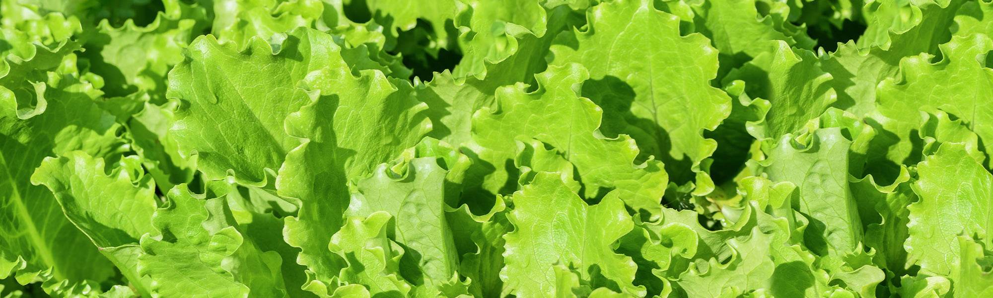 Salades