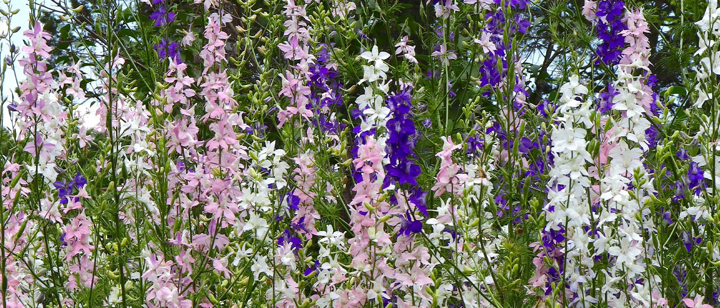 Delphinium